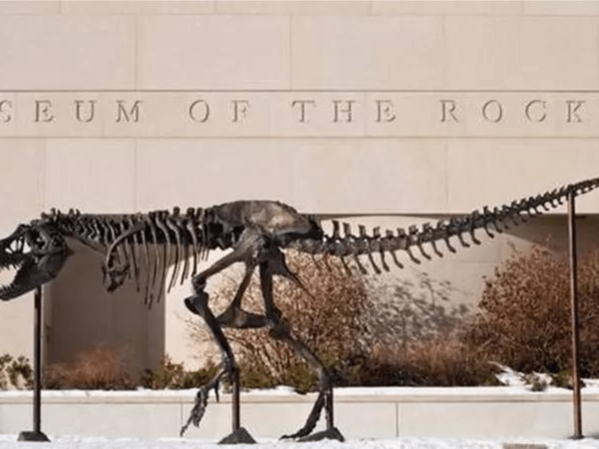 Animal de esqueleto de dinossauro Tirirossauro dinossauro Velociraptor, t  rex, Tiranossauro, terrestre Animal, animal png