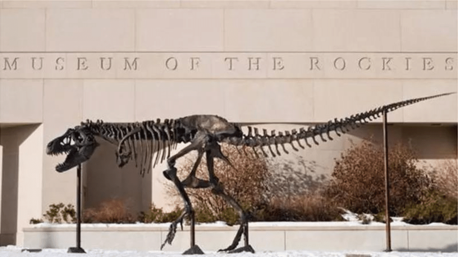 Esqueleto de Tiranossauro rex de bronze no Museu das Montanhas Rochosas, em Montana, nos Estados Unidos - ALAMY