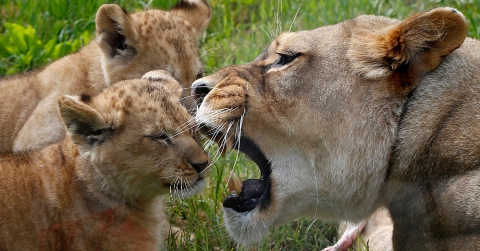 26.jun.2015 - Leoa ruge para seus dois filhotes de um mês de idade durante primeira aparição pública no zoológico de Paris, na França