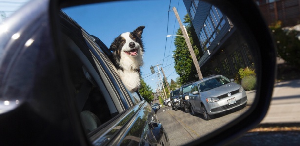 Bela, a cachorra de Lynn Gemmell, passeia de carro em Seattle - Ruth Fremson/The New York Times