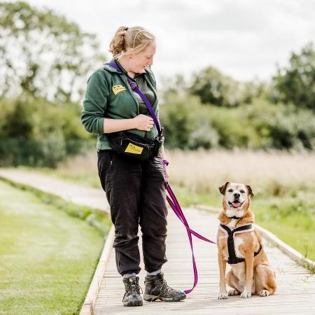 Cão "mais solitário do mundo" procura lar após 11 anos morando em canis - Divulgação/Dog Trust Loughborough