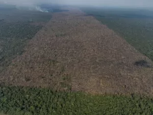 Desmatamento na Amazônia destrói área equivalente à Colômbia em 40 anos