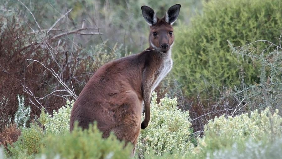 Homem de 77 anos que morreu após ataque de canguru na Austrália era "amante dos animais" e tinha criação de alpacas - David Cook Wildlife Photography/Creative Commons