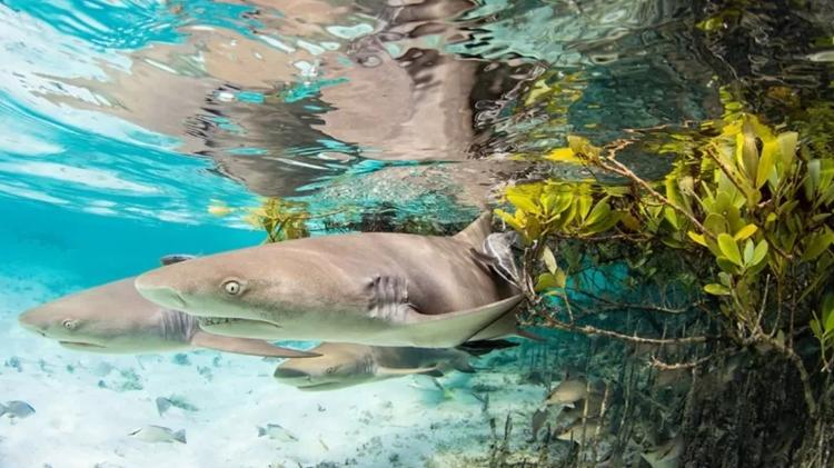 Second place in the Mangrove and Underwater category: On the Edge, by Jillian E Morris, Bahamas - JILLIAN AND MORRIS - JILLIAN AND MORRIS