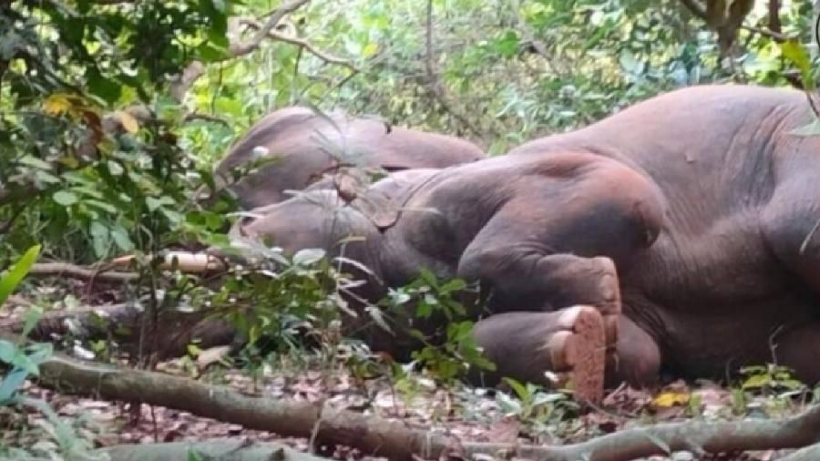 Elefante dorme após ingerir licor em floresta da Índia - Reprodução/Twitter