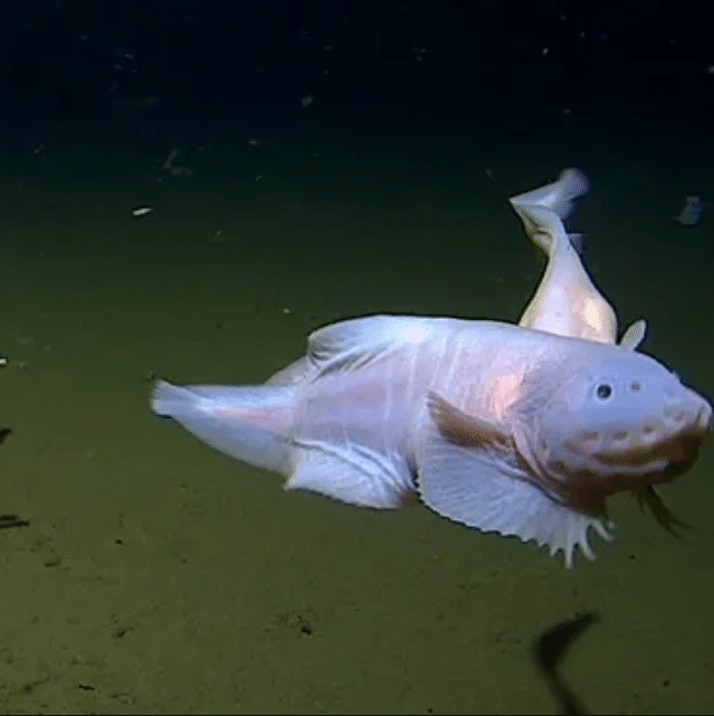 Cientistas filmam o peixe mais profundo de todos os tempos no fundo do mar  no Japão
