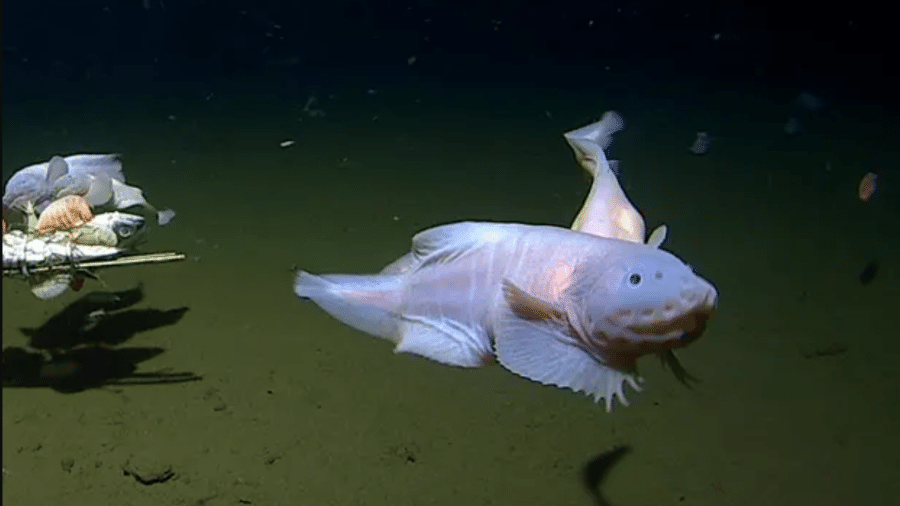 Peixe-caracol foi filmado e capturado perto do Japão em abril, a mais de 8 mil metros de profundidade - UWA Deep Sea Research Centre