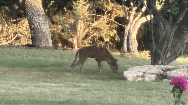 Animal misterioso de quatro patas chamou a atenção dos moradores da cidade de Hill Country Village, no Texas (EUA)