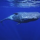 Cachalotes 'falam'? Sim, e 'baleiês' tem sistema complexo de 'palavras' - Getty Images