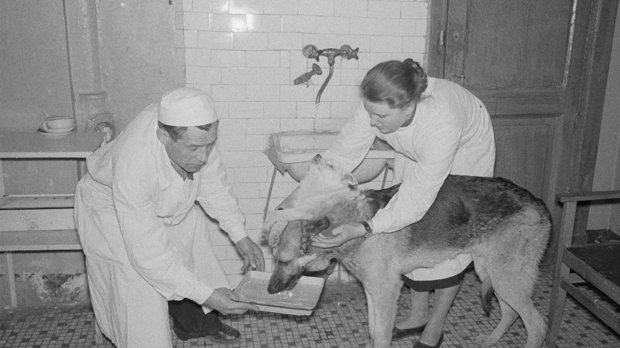 Demikhov e sua assistente de laboratório, Maria Tretekova, ajudam a alimentar um cão de duas cabeças criado pelo transplante do cientista em 1959