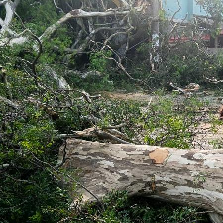 Árvore caída interditou a av. Santo Amaro, no trecho entre a rua Bela Vista e a rua São Sebastião