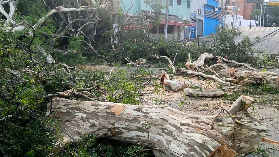 Árvore caída chegou a interditar a av. Santo Amaro, no trecho entre a rua Bela Vista e a rua São Sebastião - Marco Ambrosio/Ato Press/Folhapress