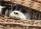 Populações de animais marinhos caíram pela metade em 40 anos - Carmen Jaspersen/AFP