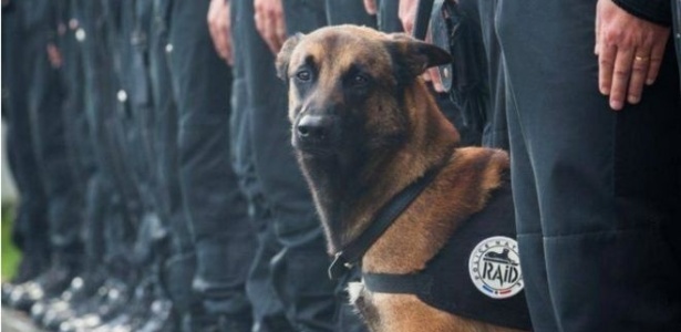 Cadela Diesel que morreu após os ataques terroristas na França será homenageada - Police Nationale/Divulgação