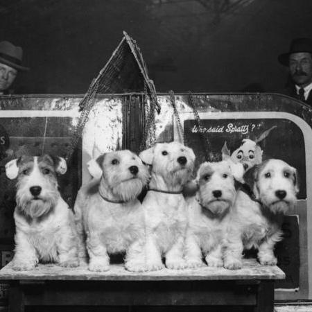 Os Sealyham terriers eram originalmente criados para caçar lontras, furões e doninhas, mas hoje sua população está diminuindo - Getty Images/BBC
