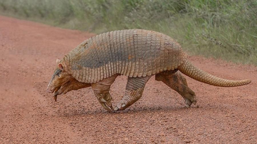 Tatu-canastra é clicado durante o dia na Serra da Canastra