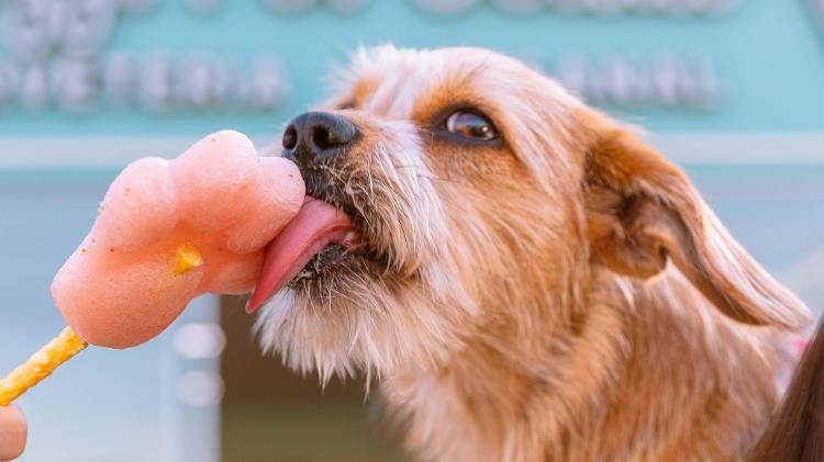 A Pazzi Per Gelato tem picolé de frutas exclusivo para pets