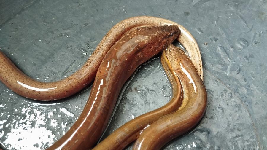 Enguia-do-pântano-asiática é único peixe de água doce que é um hermafrodita protogínico (nasce fêmea, mas assume características masculinas ao longo da vida) Enguia-do-pântano-asiática é único peixe de água doce que é um hermafrodita protogínico (nasce fêmea, mas assume características masculinas ao longo da vida)