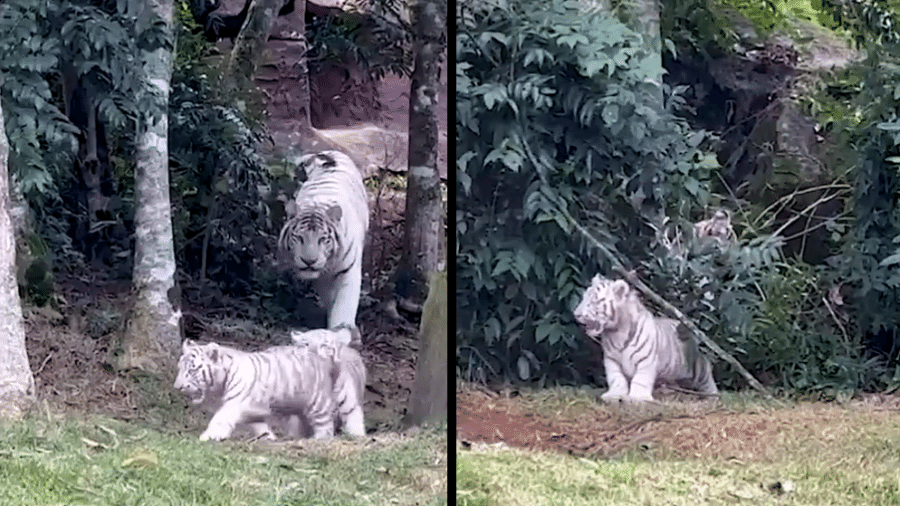 Família de tigres brancos em parque em Cotia (SP) - Reprodução/Instagram