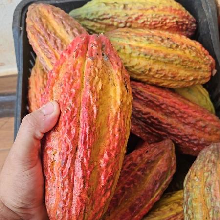Produção de Cacau em São Paulo Produção de Cacau em São Paulo