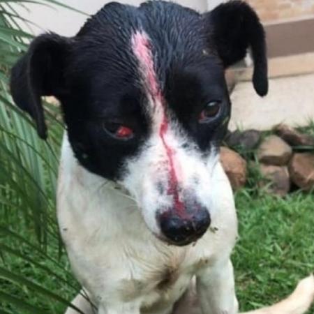 Cachorrinho Sorriso, de um bairro em Nova Hartz (RS), foi espancado e levou um tiro, mas sobreviveu - Arquivo pessoal