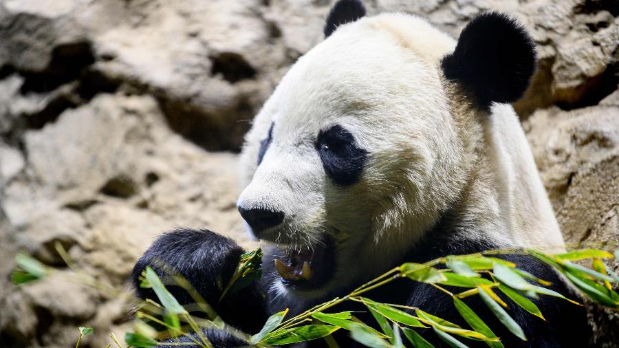 14.nov.2019 - Panda Bei Bei comendo bambu no Zoológico Nacional, em Washington - Jim Watson/AFP