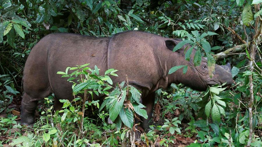 Diretor de Departamento de Vida Selvagem da Malásia disse que o rinoceronte de Sumatra, agora, está extinto no país. Na foto, um exemplo do animal - Supri Supri/Reuters