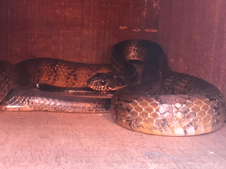 Biólogo desvenda mito da cobra vermelha, que viralizou