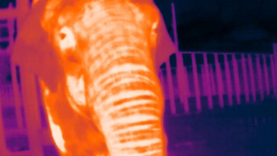 Zoo aposta em "álbum" com 30 mil fotos para ajudar na preservação de elefantes - ZSL
