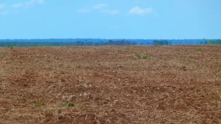 Área desmatada e pronta para plantio na Terra Indígena Sangradouro, em Poxoréu-MT - UOL - UOL