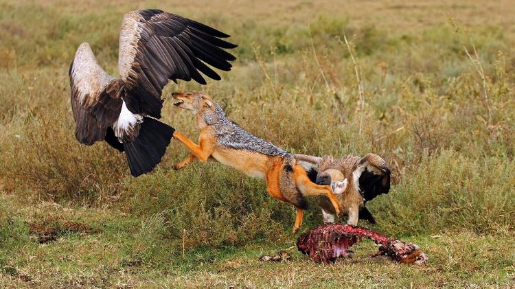 Chacal ataca abutres na Tanzânia, no Leste da África, para defender sua comida Chacal ataca abutres na Tanzânia, no Leste da África, para defender sua comida