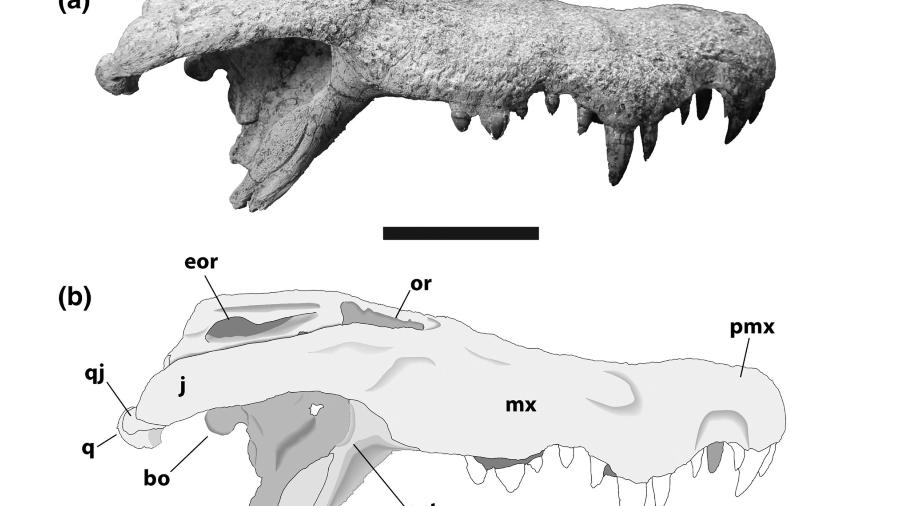 Os pesquisadores descobriram as duas novas espécies após estudarem o crânio de um espécime de crocodilo extinto - Reprodução/The Anatomical Record