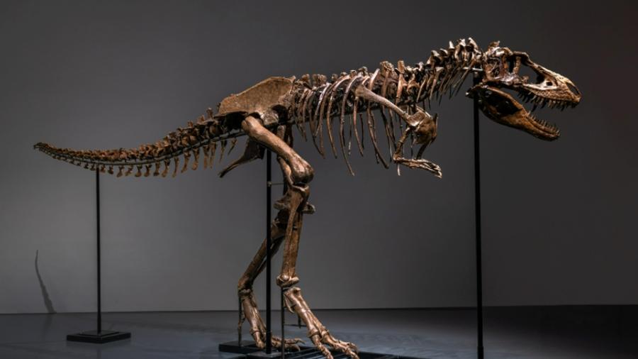 Fóssil completo de um Gorgosaurus pode ser leiloado a US$ 8 milhões, estima Sotheby"s - Divulgação/Sotheby"s