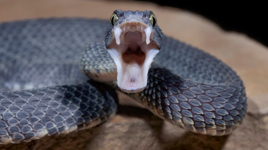 Deepak Ram, 12 anos, foi surpreendido pelo ataque de uma cobra enquanto brincava na Índia. - Getty Images/iStockphoto