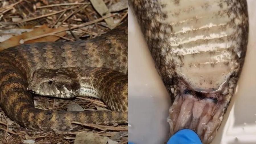 Estudo divulgado na revista Royal Society mostra clitóris encontrado após análises em uma cobra da espécie Acanthophis antarcticus (conhecida como cobra-da-morte) - La Trobe University