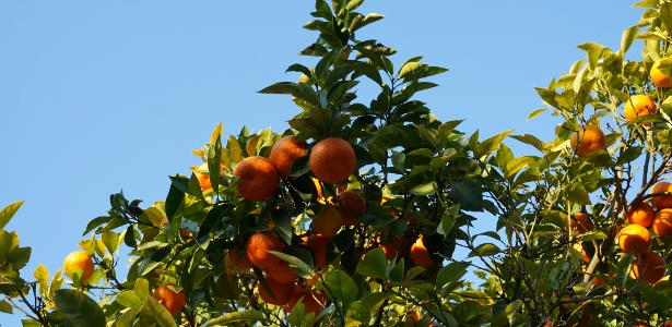 Suco de laranja: Mudança no PIS/Cofins pode custar R$ 400 Mi, diz setor