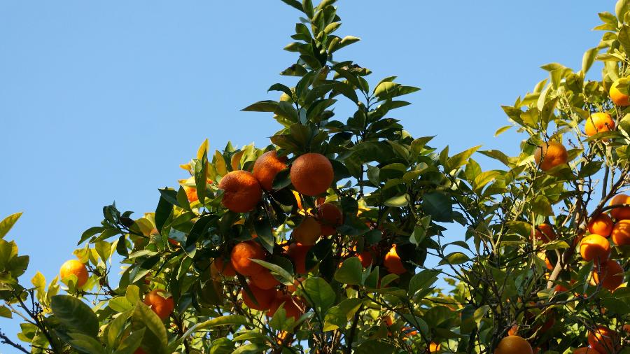 Plantação de laranja