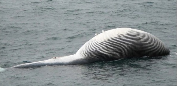 A primeira de uma série de nove baleias-fin (Balaenoptera physalus) que apareceram mortas em águas canadenses, foi encontrada flutuando próximo à Baía Marmot, perto de Kodiak, no dia 23 de maio - NOAA