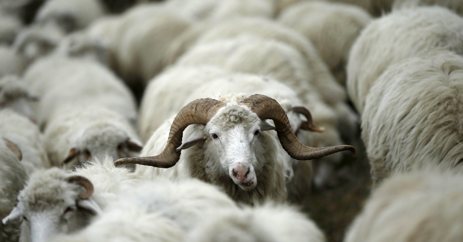 11.nov.2015 - Um rebanho de ovelhas na estrada em retorno para um campo de pasto em Tbilisi, na Geórgia