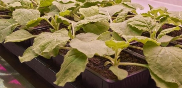 Descoberta feita em estudo com planta do tabaco pode transformar produção de vacinas - JOHN INNES CENTRE