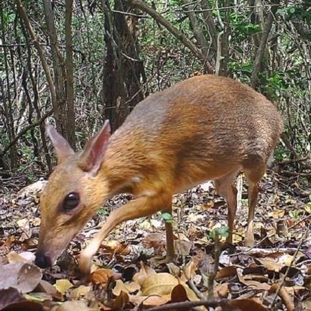 Cervo-rato foi visto em floresta do Vietnã - Divulgação/Global Widlife Conservation