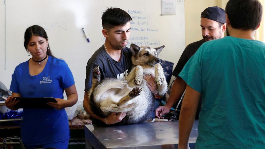 26.dez.2019 - Cachorro é examinado por veterinários depois de sofrer queimaduras durante incêndio em Valparaíso, no Chile - Rodrigo Garrido/Reuters
