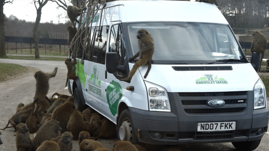 Babuínos pulam em van no  Knowsley Safari Park, em Merseyside. Relatos de turistas dizem que os animais estão arrancando limpadores de pára-brisas e espelhos retrovisores de carros que passam pelo local - Reprodução/Liverpool Echo