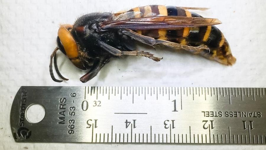 A chamada "vespa gigante asitica"  a maior do mundo e pode medir mais de 5 centmetros - Washington State Department of Agriculture