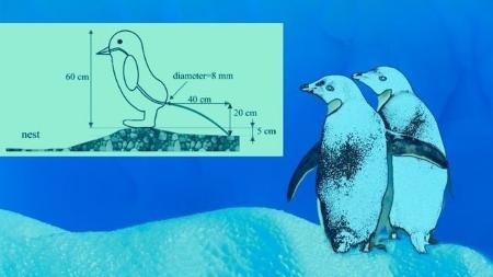 Pressões produzidas quando os pinguins fazem cocô: cálculos sobre a defecação de pássaros - Getty Images - Getty Images