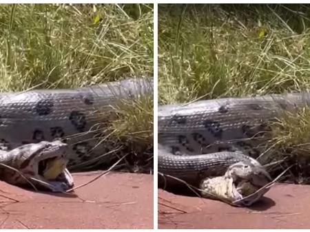 Vídeo: cobra sai de dentro de outra serpente durante resgate