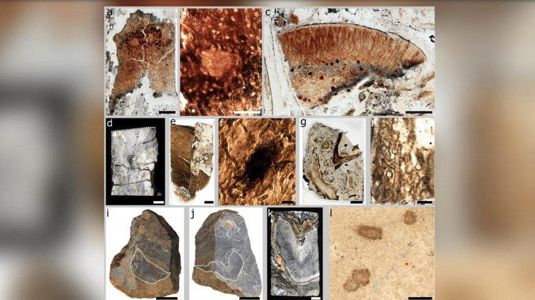"Prototaxites taiti" do cherte do Rhynie. Cortes finos (a-c) mostrando manchas medulares (b) e região periférica (c). Material de estudo (d-l) com tubos distintos (f, h) e reconstrução fotogramétrica (i-l) revelando uma estrutura anatômica única sem equivalentes em organismos conhecidos "Prototaxites taiti" do cherte do Rhynie. Cortes finos (a-c) mostrando manchas medulares (b) e região periférica (c). Material de estudo (d-l) com tubos distintos (f, h) e reconstrução fotogramétrica (i-l) revelando uma estrutura anatômica única sem equivalentes em organismos conhecidos