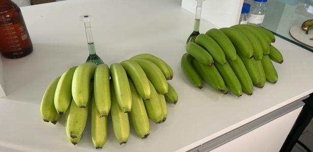 Nova banana que demora mais para escurecer é registrada em SC