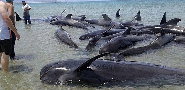Um grupo de baleias ficou encalhado em uma praia da Baixa Califórnia, no norte do México - Reprodução/ Twitter @PROFEPA_Mx