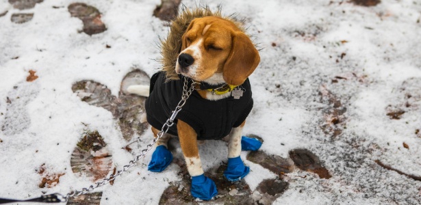 17.jan.2018 - Polo, um cachorro beagle de Caracas, na Venezuela, vê neve pela primeira vez no Central Park - Hiroko Masuike/The New York Times